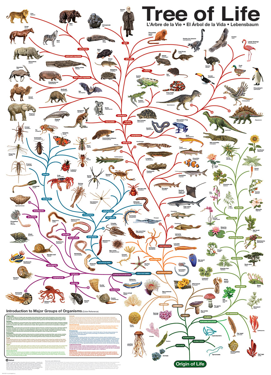 The Tree of Life Animals