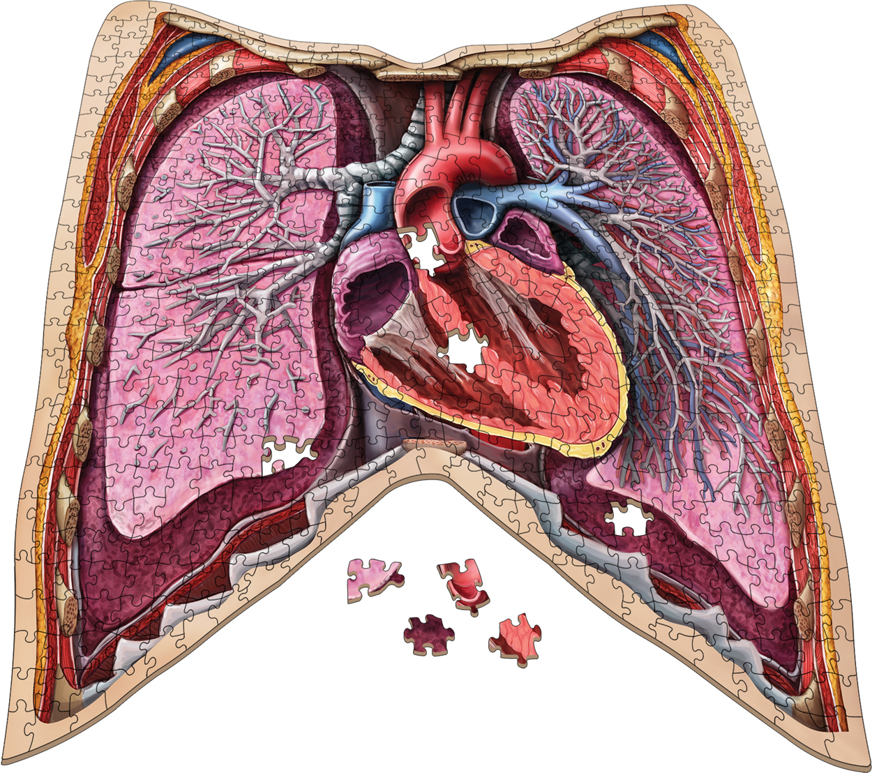 Dr. Livingston's Anatomy Jigsaw Puzzle: The Human Thorax Science Shaped Puzzle
