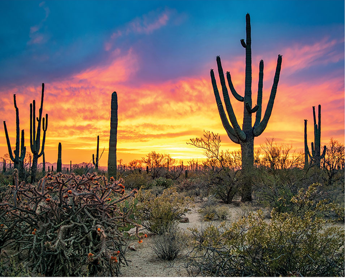 Saguaro Sunset, 1000 Pieces, Pigment & Hue | Puzzle Warehouse