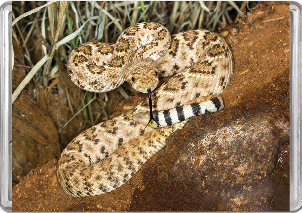 Western Diamondback Rattlesnake Mini Puzzle Reptile & Amphibian Jigsaw Puzzle