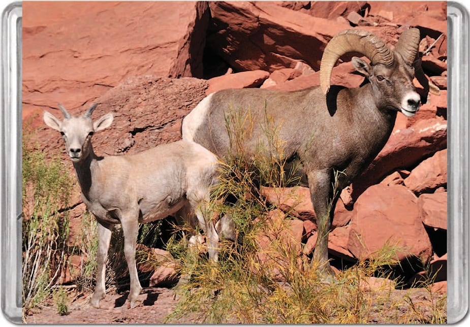 Desert Bighorn Sheep MiniPix® Puzzle Animals