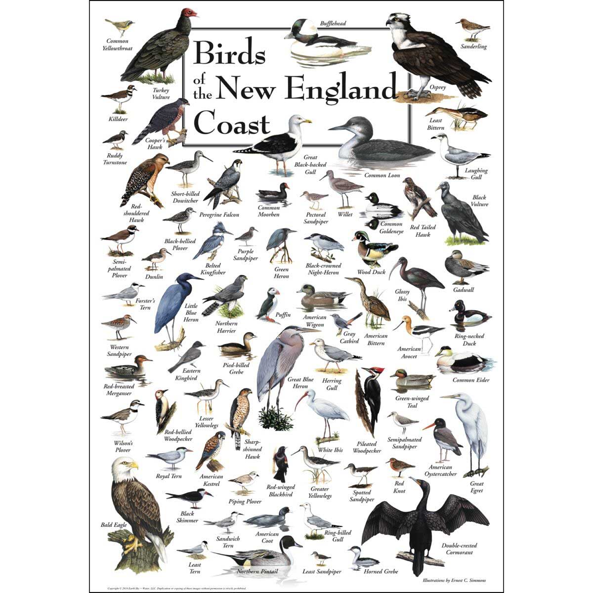 Birds of the New England Coast Birds Jigsaw Puzzle
