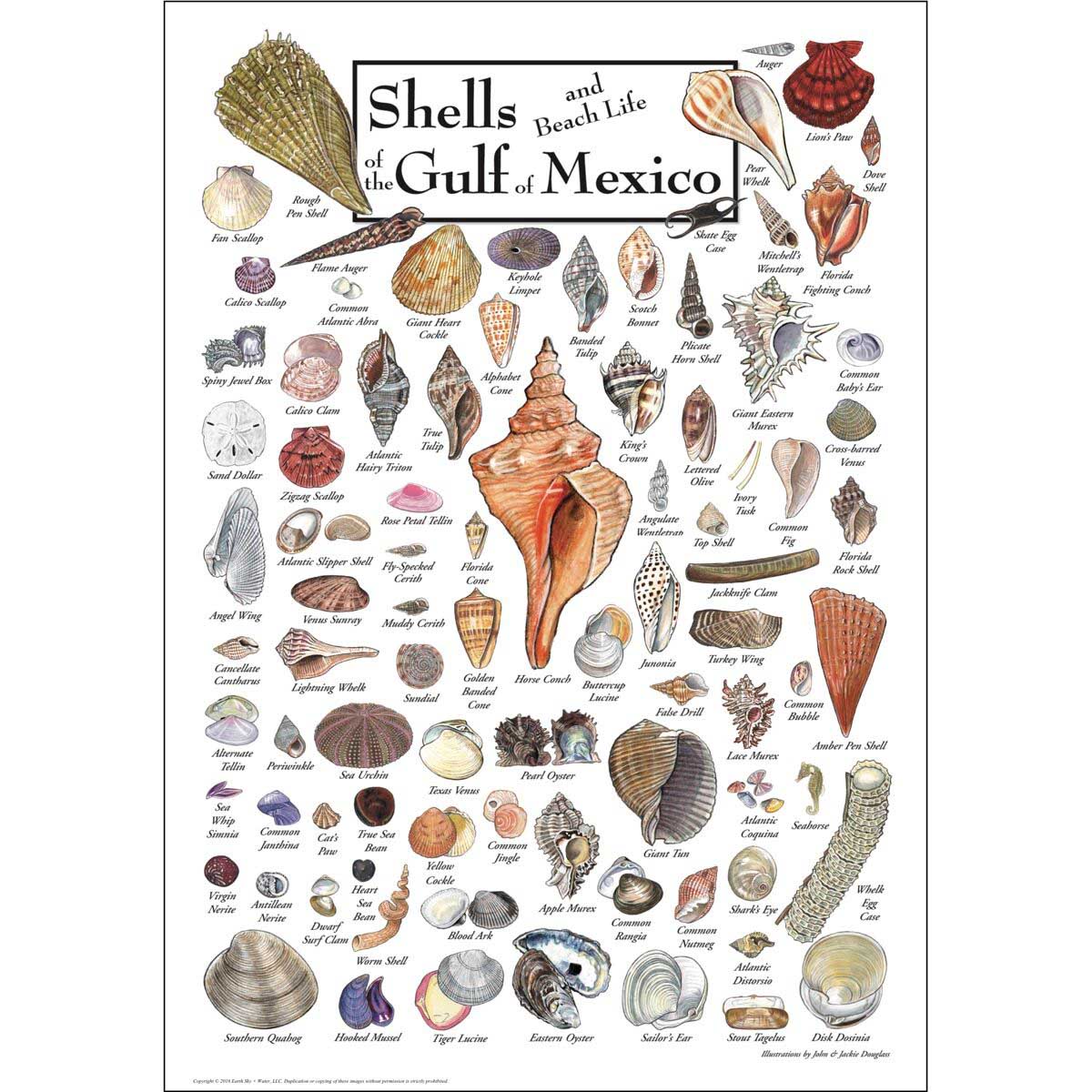 Shells of the Gulf of Mexico Sea Life Jigsaw Puzzle