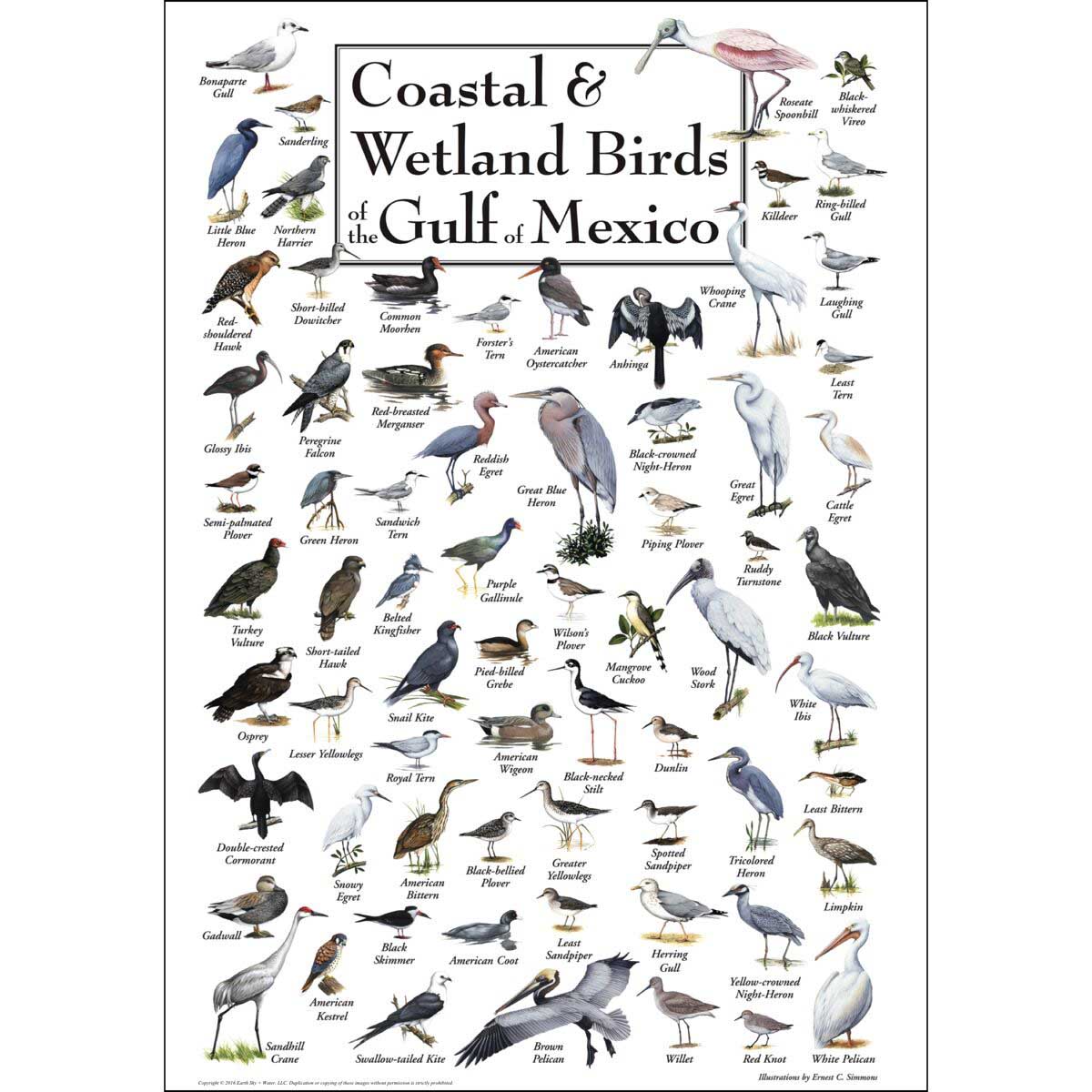 Birds of the Gulf of Mexico Birds Jigsaw Puzzle
