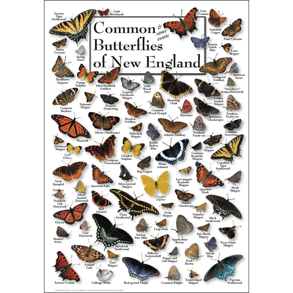 Butterlfies of New England Butterflies and Insects Jigsaw Puzzle