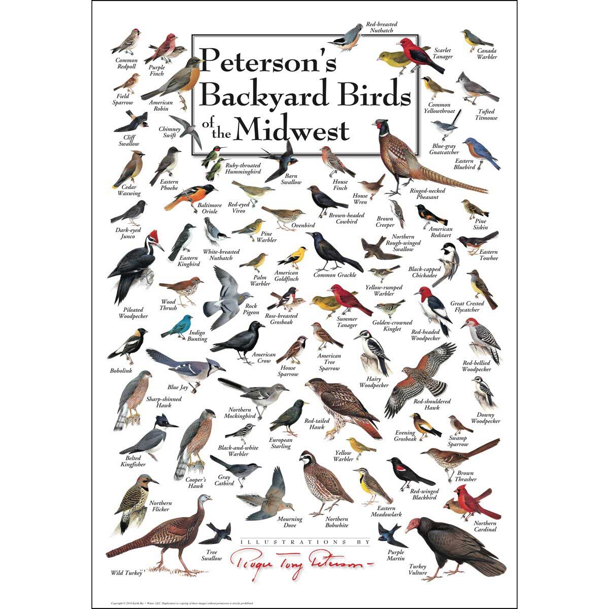 Peterson's Backyard Birds of the Midwest Birds Jigsaw Puzzle