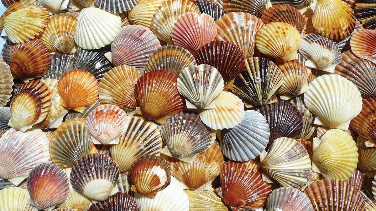 Bay Scallop Beauties - Scratch and Dent Beach & Ocean