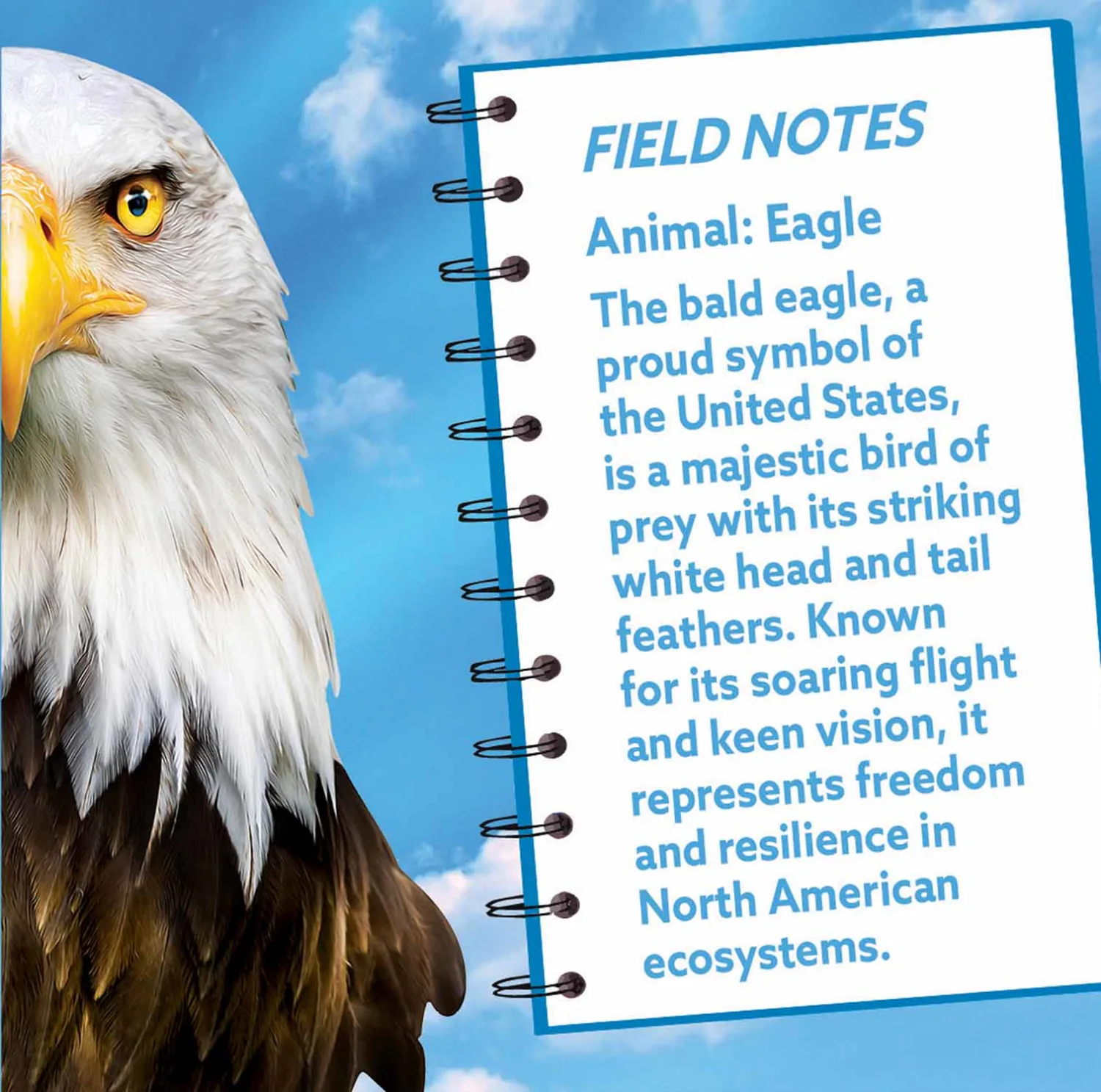 Eagle Birds