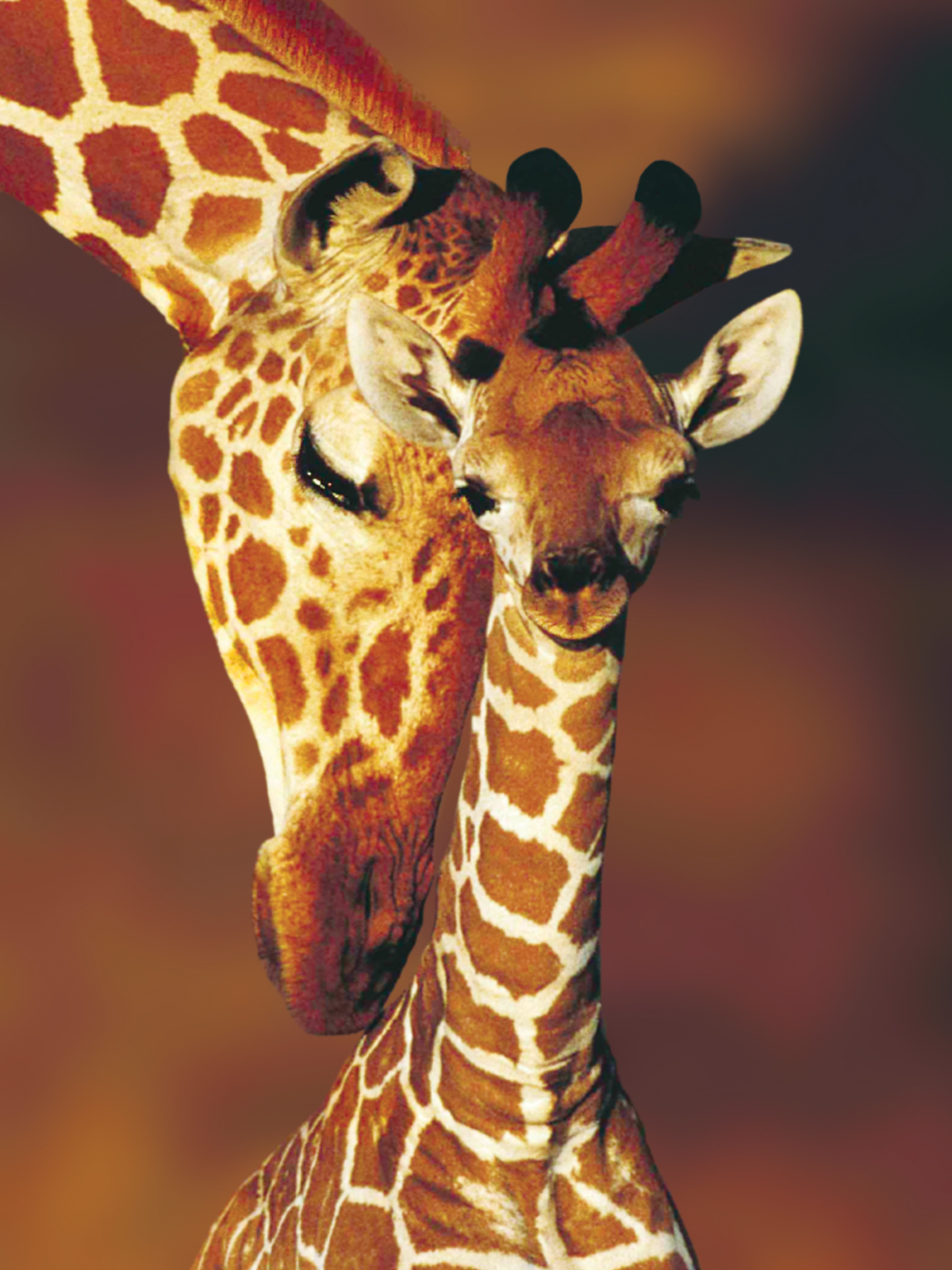 Giraffes (Animal Planet) - Scratch and Dent Animals Jigsaw Puzzle