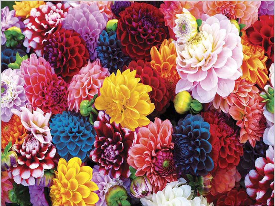 Beautiful Blooms Spring Jigsaw Puzzle