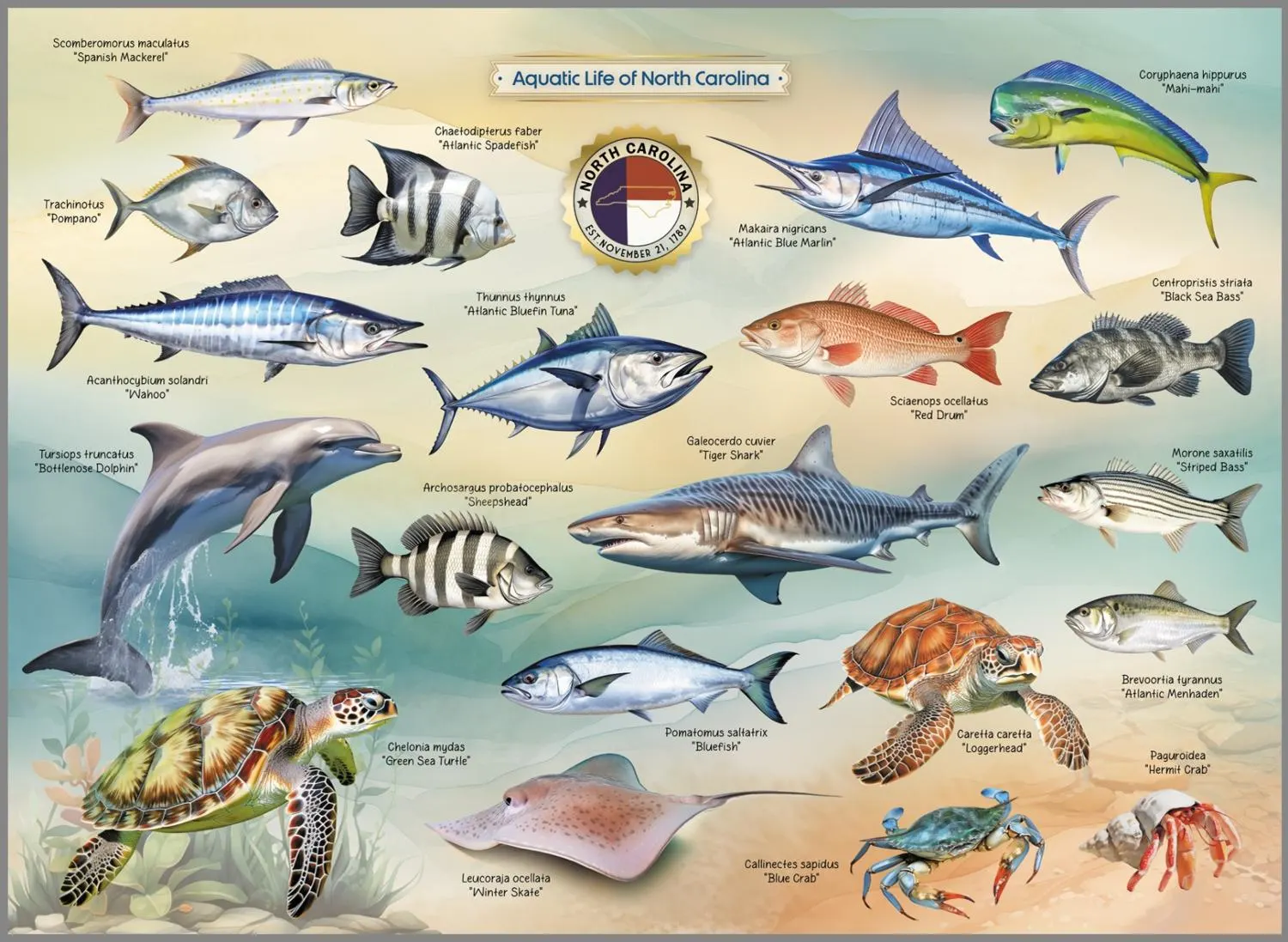 Aquatic Life of North Carolina United States
