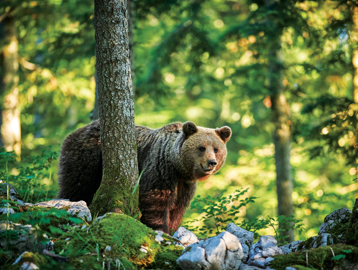 Bear in the Forest Forest Jigsaw Puzzle