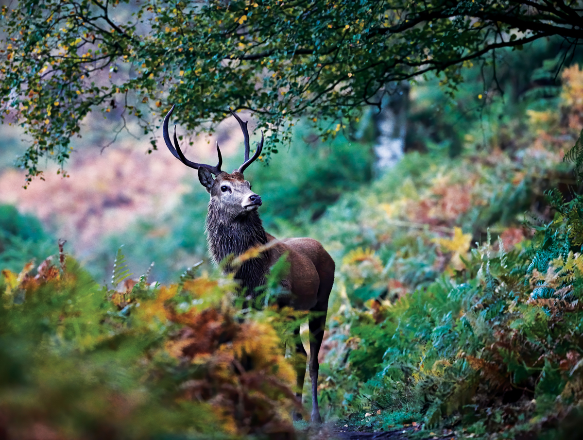 Stag Forest Animal Jigsaw Puzzle