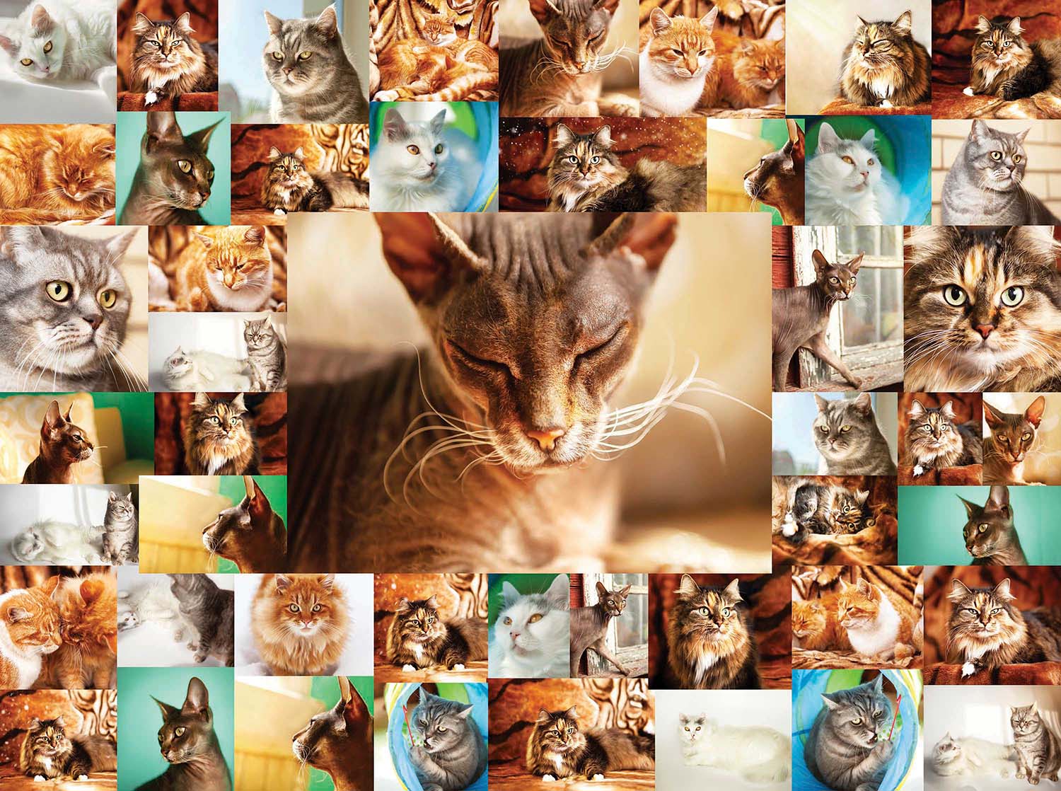 Cats Collage Cats Jigsaw Puzzle