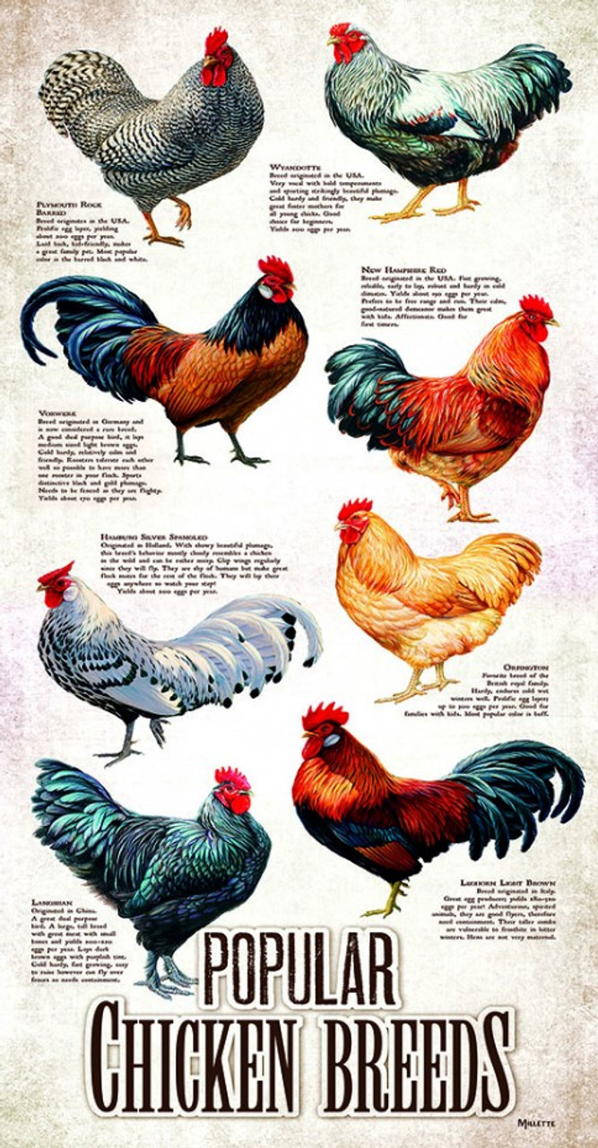 Popular Chicken Breeds Birds Jigsaw Puzzle