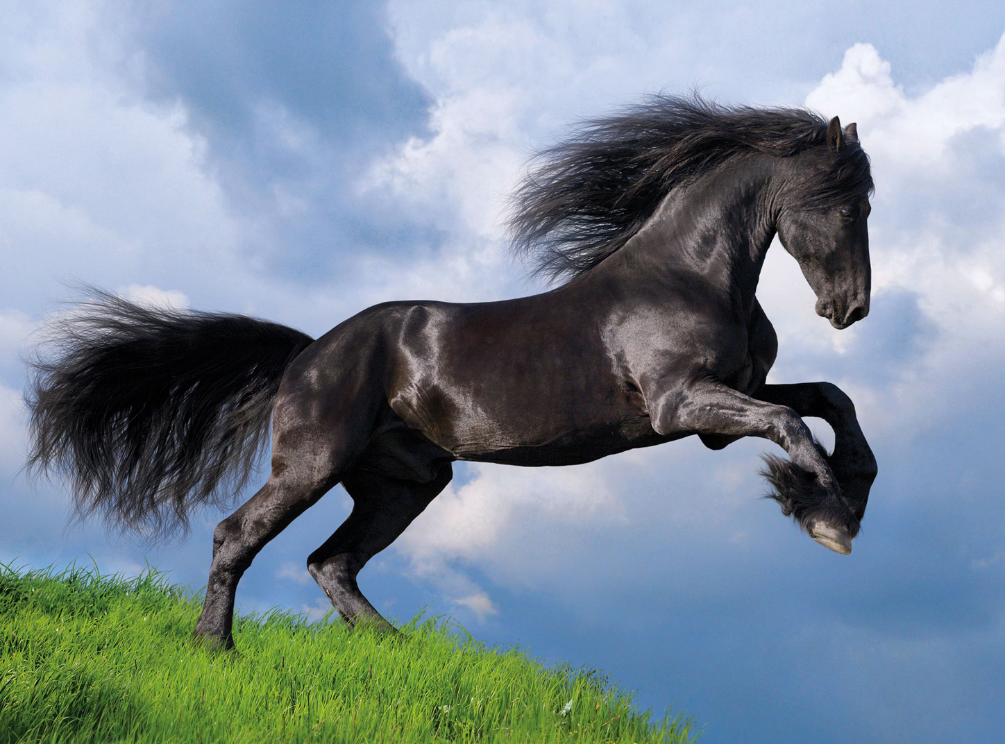 Fresian Black Horse - Scratch and Dent Horse Jigsaw Puzzle