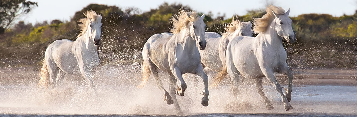 Running Horses - Scratch and Dent Horse Jigsaw Puzzle