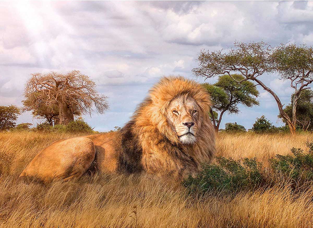 The King - Scratch and Dent Big Cats Jigsaw Puzzle