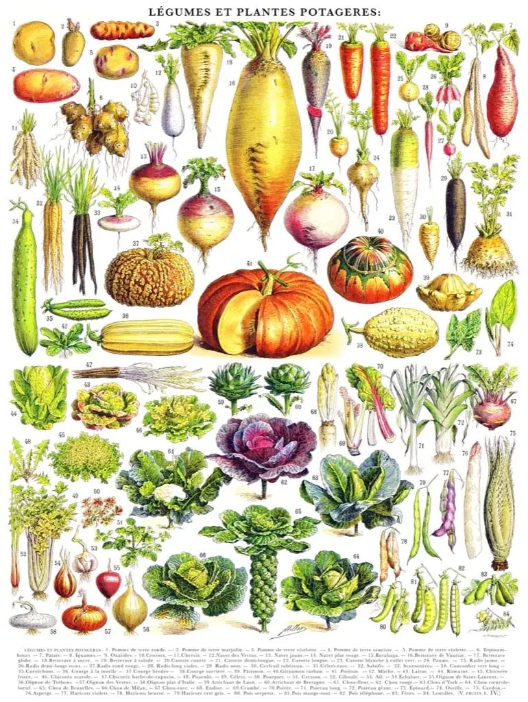 Vegetables - 1000 Piece Jigsaw Puzzle by New York Puzzle Co
