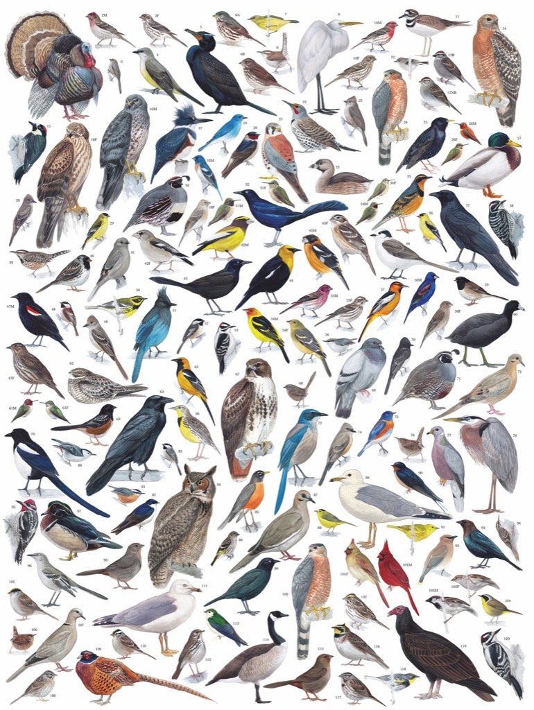 Birds of Western America Birds Jigsaw Puzzle