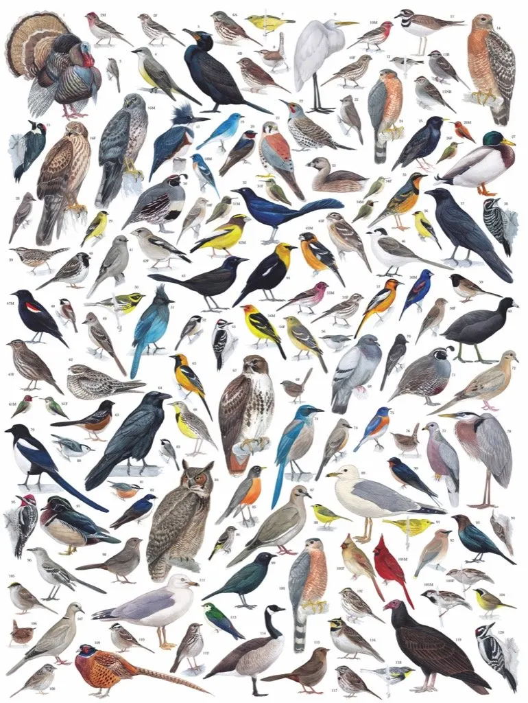 Birds of Western America Birds