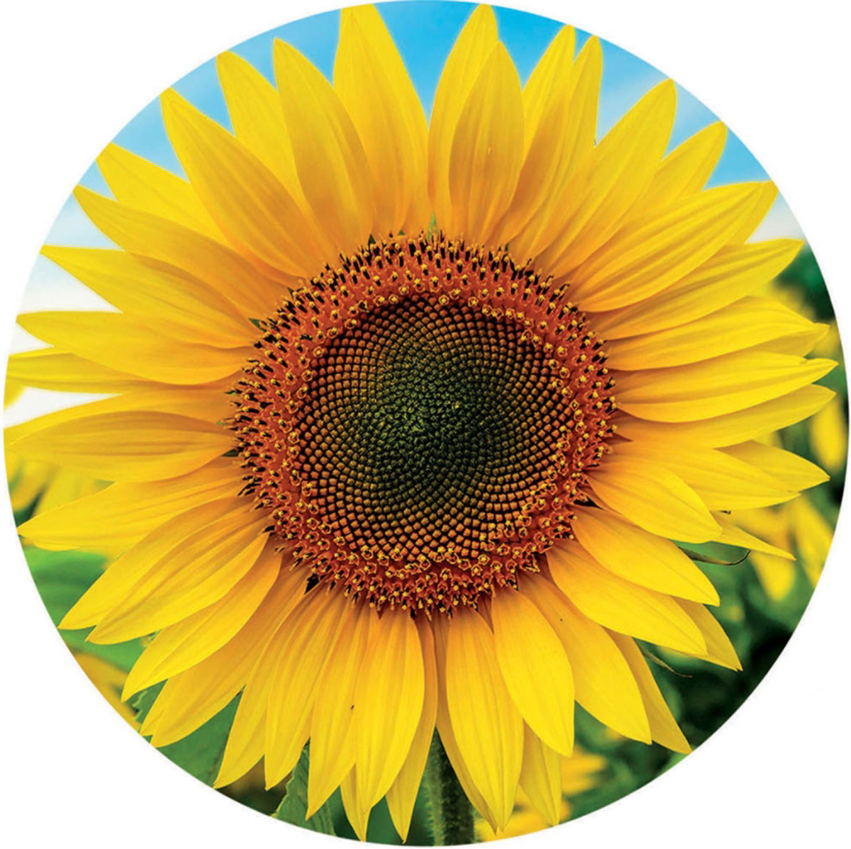 Sunflower Flower & Garden Jigsaw Puzzle