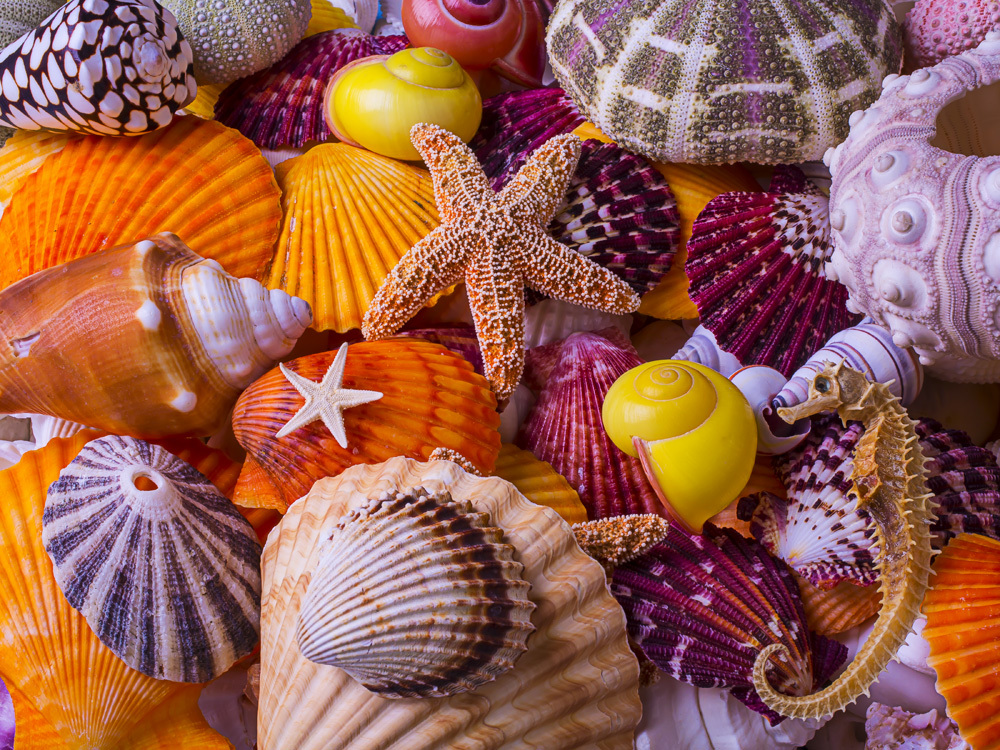 Sea Shell Treasures - Scratch and Dent Collage Jigsaw Puzzle