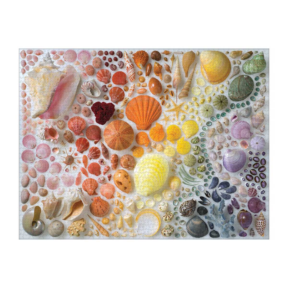 Rainbow Seashells - Scratch and Dent Beach & Ocean Jigsaw Puzzle