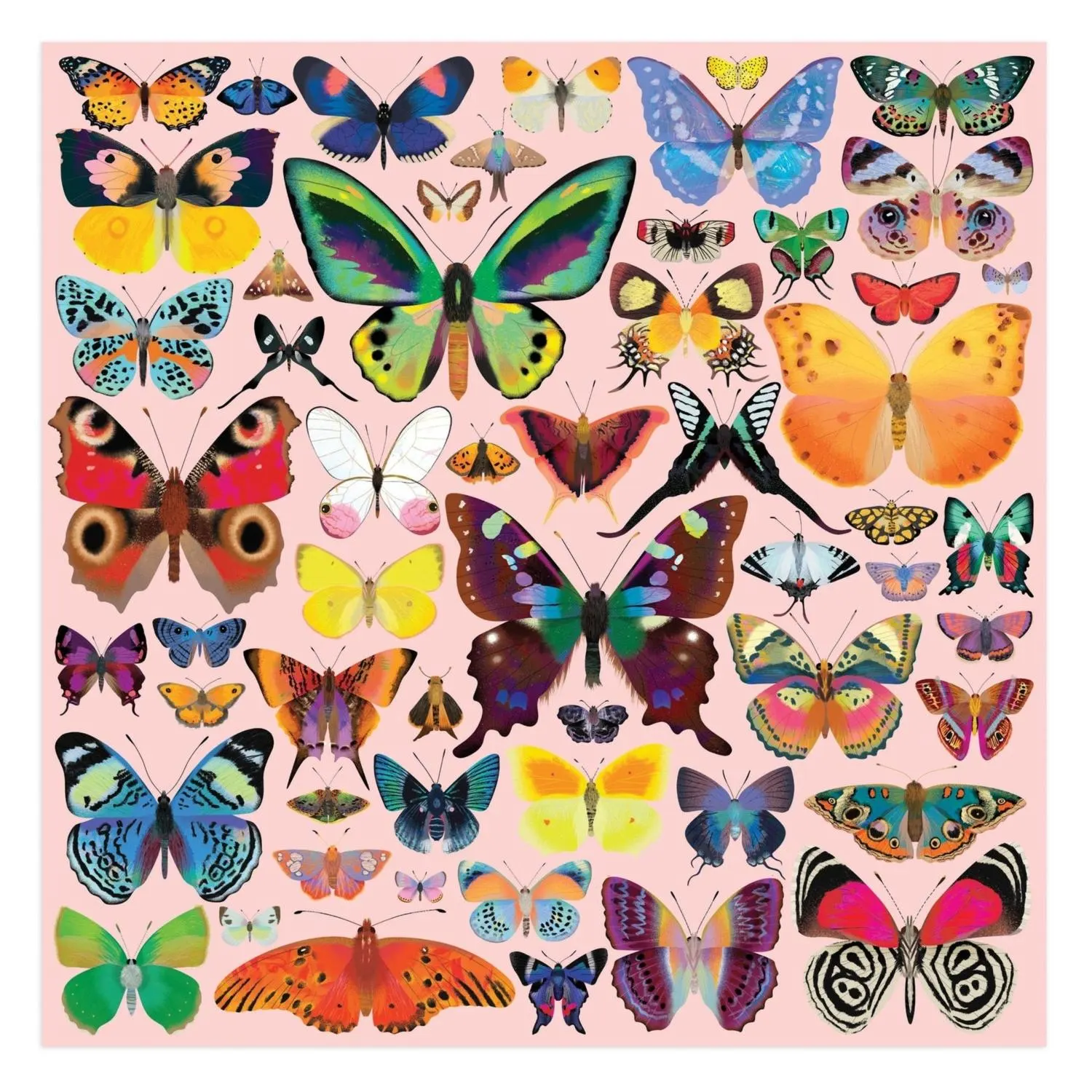 Brilliant Butterflies Butterflies and Insects