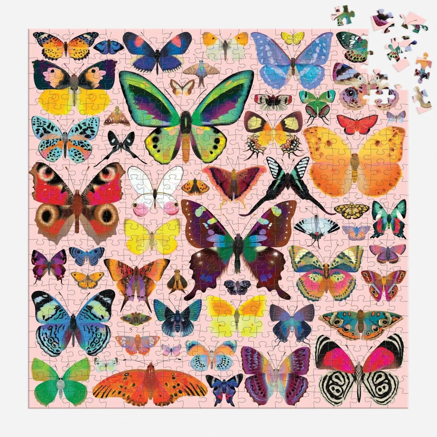 Brilliant Butterflies Butterflies and Insects