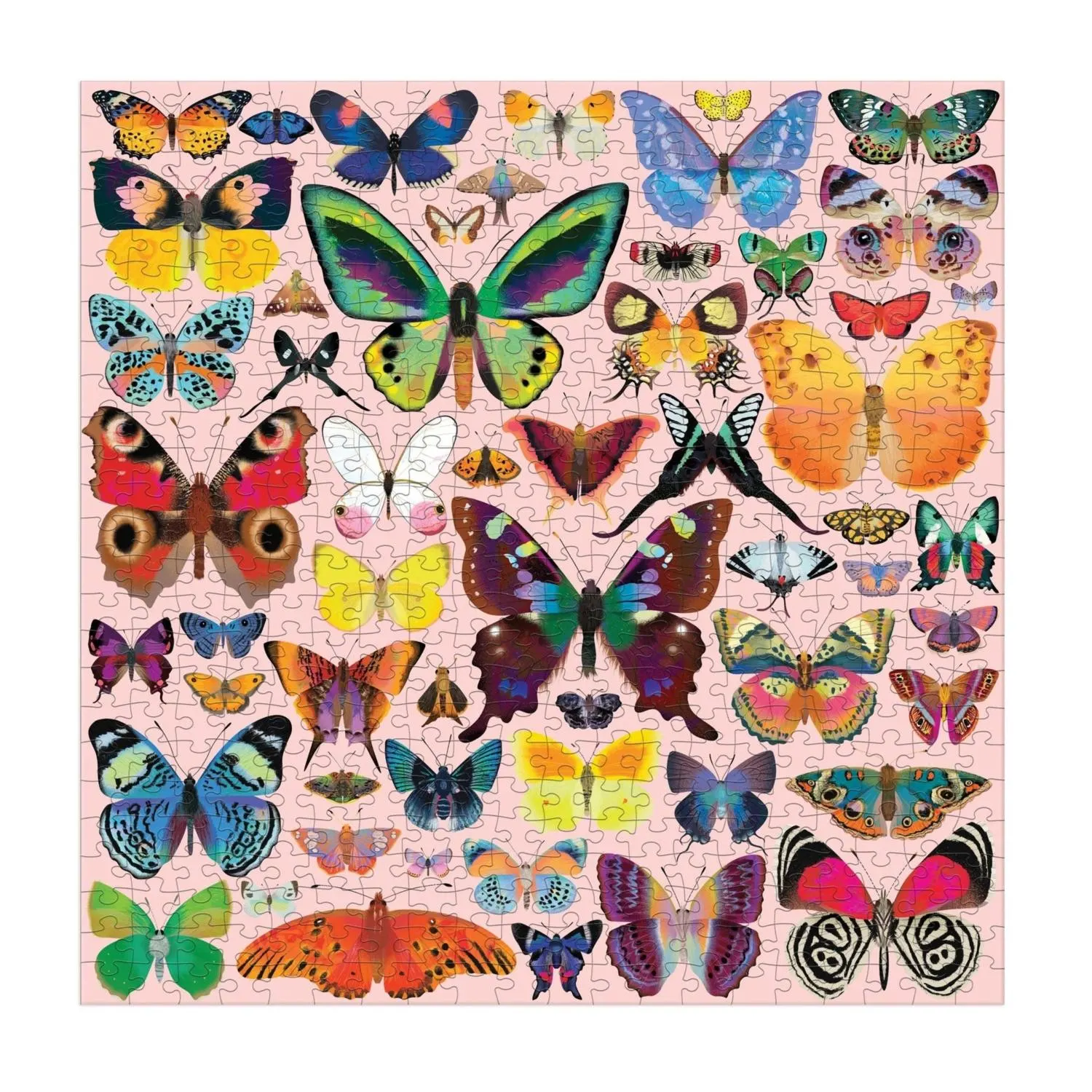 Brilliant Butterflies Butterflies and Insects