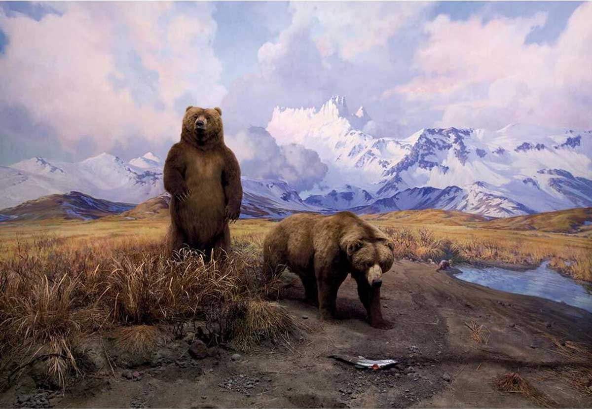 Alaska Brown Bear Diorama Bear Jigsaw Puzzle