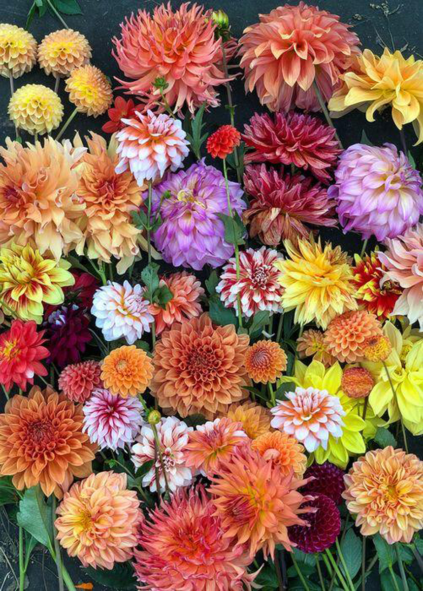 Hello, Dahlias! Flower & Garden Jigsaw Puzzle