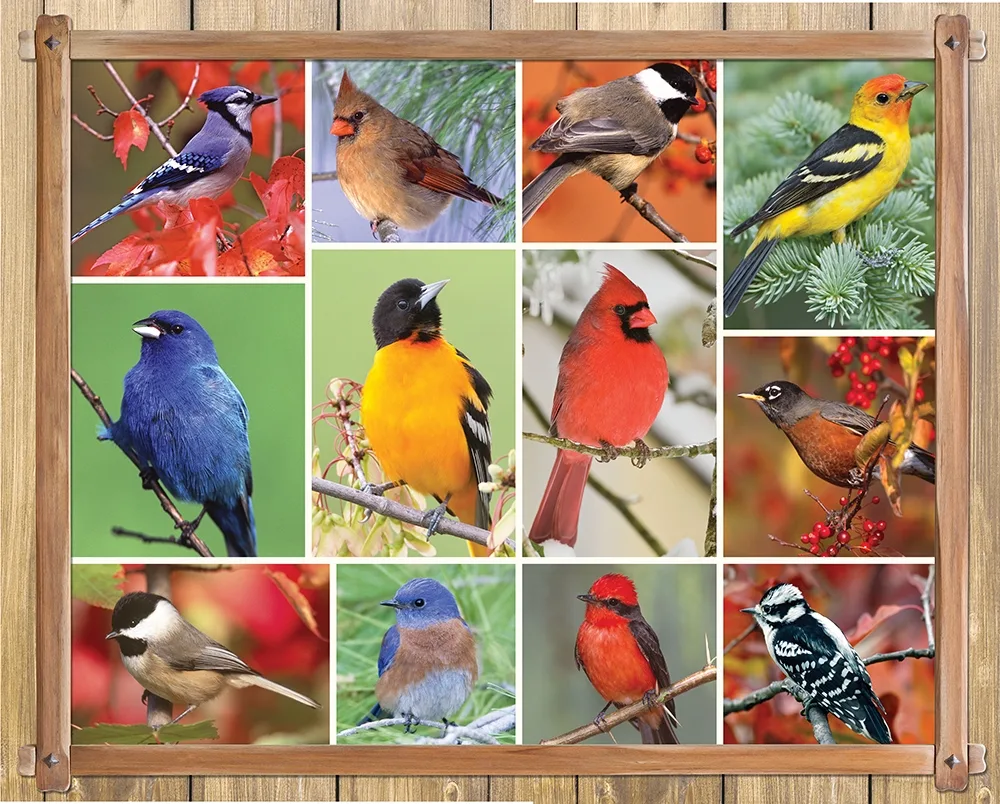 Songbirds Birds