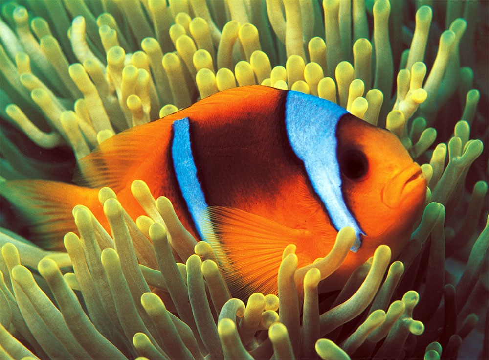 Clownfish Sea Life Glow in the Dark Puzzle