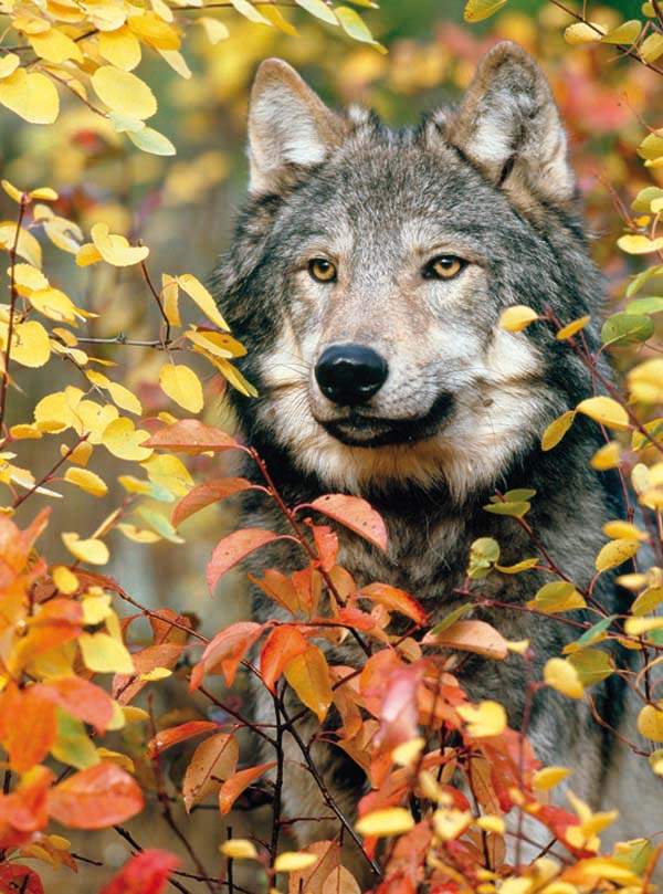 Autumn Gray Wolf - Scratch and Dent Wolf Jigsaw Puzzle