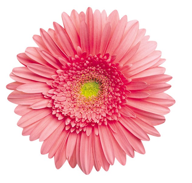 Pink Gerbera Daisy - Scratch and Dent Flower & Garden Shaped Puzzle