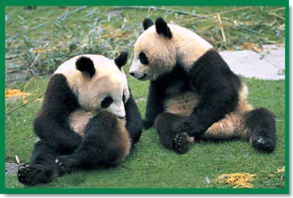 Pandas Animals Jigsaw Puzzle