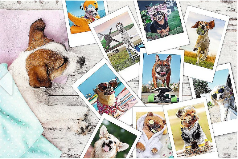 Dogs on Holiday Dogs Jigsaw Puzzle
