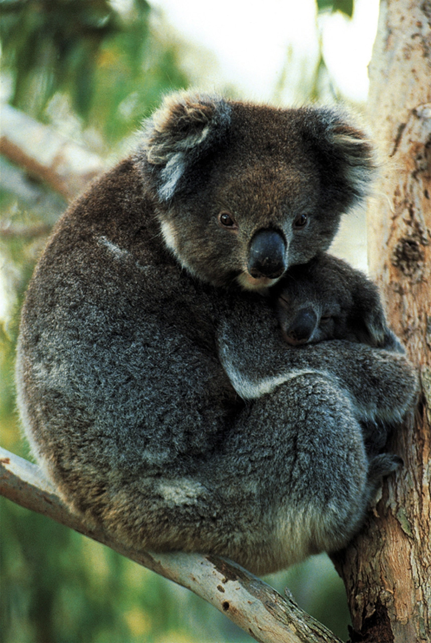 Koala Bear Jungle Animals Jigsaw Puzzle