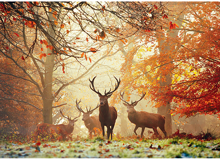 Stags - Scratch and Dent Forest Animal Jigsaw Puzzle