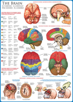 The Brain Science By Eurographics