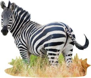 I Am Zebra - Scratch and Dent Animals Jigsaw Puzzle By Madd Capp Games & Puzzles