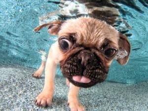 Underwater Dogs Iggy