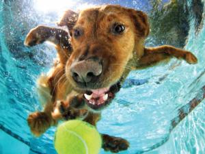 Underwater Dogs Ricochet Dogs Lenticular Puzzle By Prime 3d Ltd