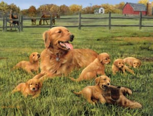 Glorious Goldens Dogs By Buffalo Games