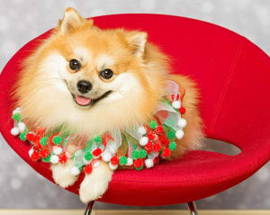 Jingle Bells Limited Release Christmas By Springbok