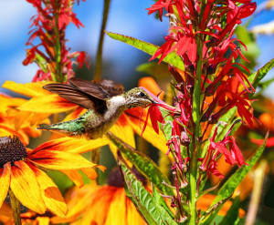 Summer Hummingbird Flower & Garden By Springbok