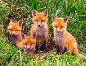 Fox Pups Den Animals By Springbok