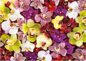Orchid Collage Flower & Garden By Educa